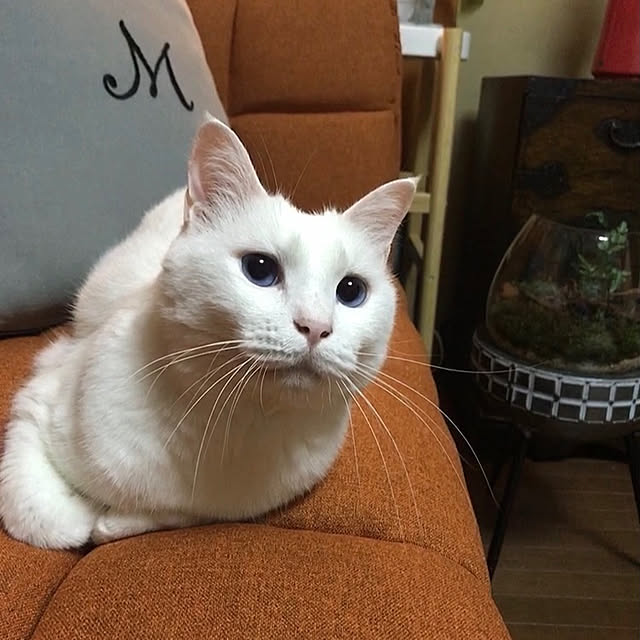 nyanko-beamさんの部屋
