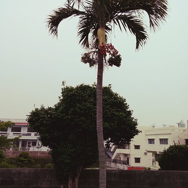 springkeyさんの実例写真