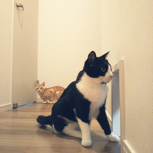 shiiiさんの実例写真