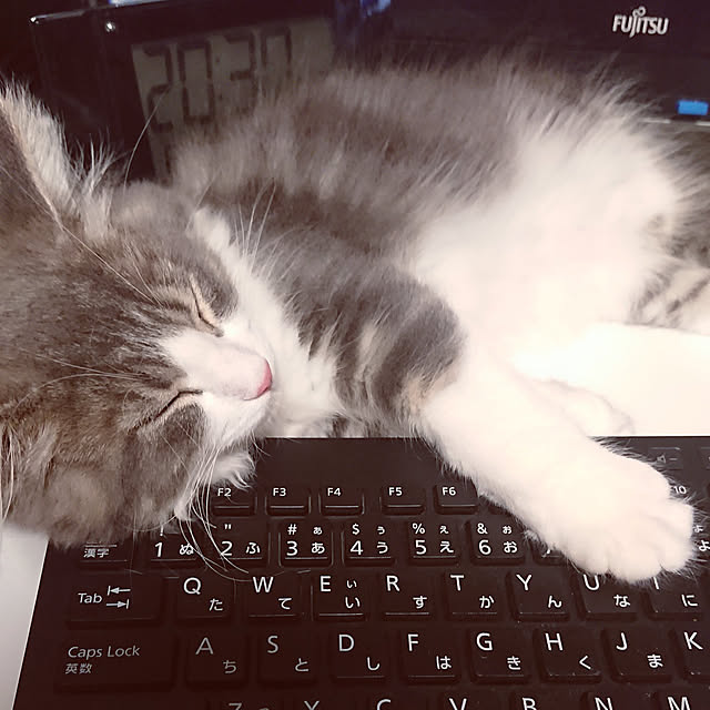 実例写真
