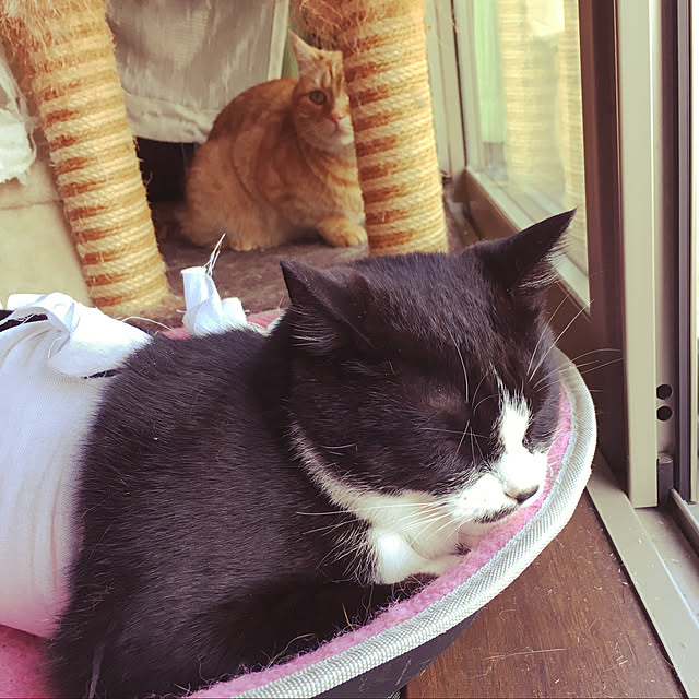 nekoさんの実例写真