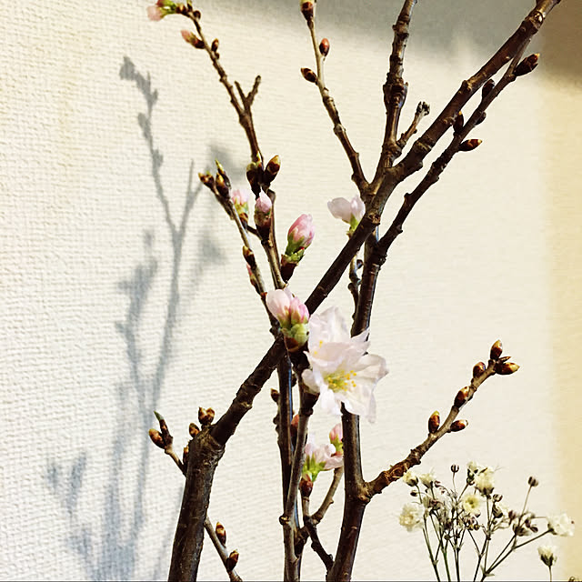 akane_g2002さんの実例写真