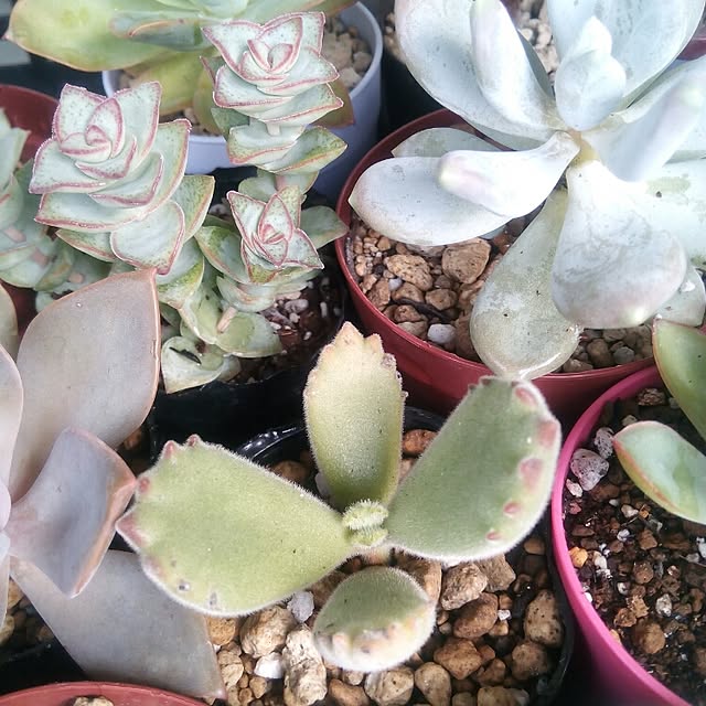 VERANDARJUNさんの実例写真