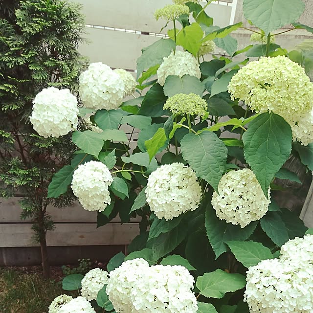 nijintieloveさんの実例写真