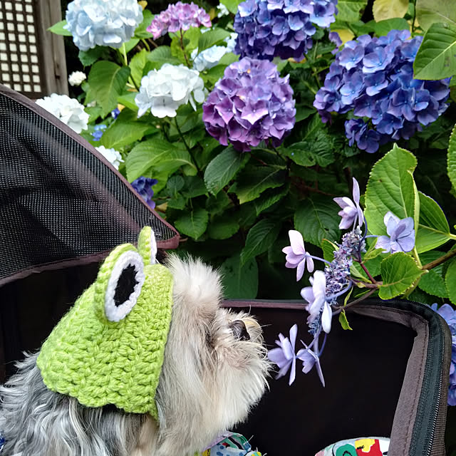 nokkoさんの実例写真