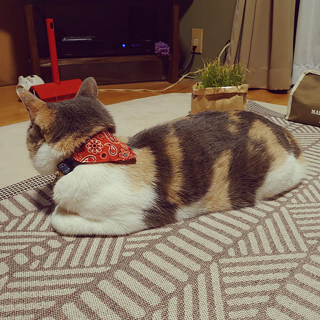 fukuさんの実例写真