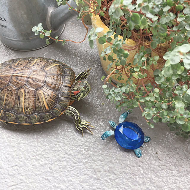 oasisさんの実例写真