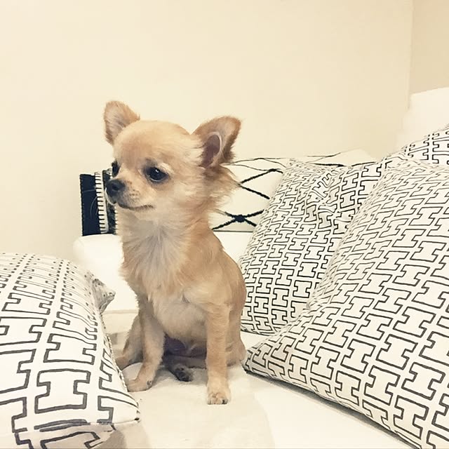 mihaaさんの実例写真