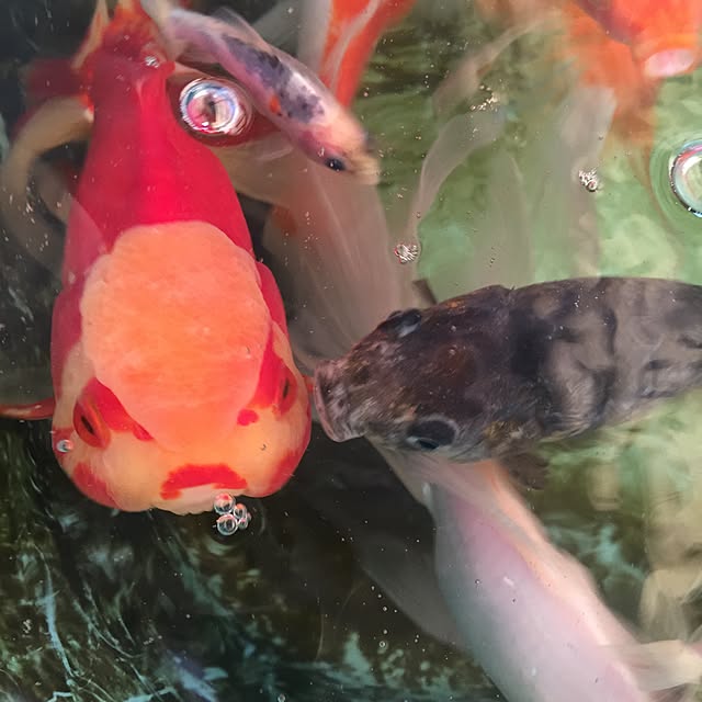 実例写真