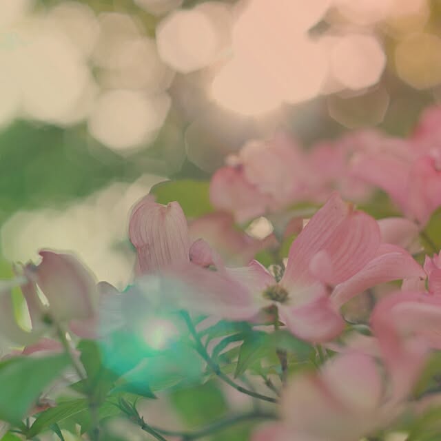 aiko.kinokoさんの実例写真