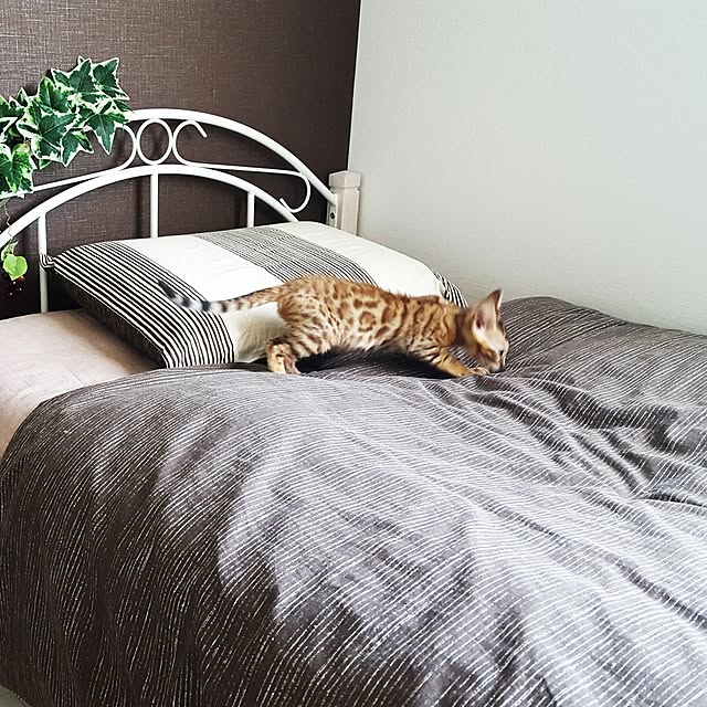 megu.catさんの実例写真