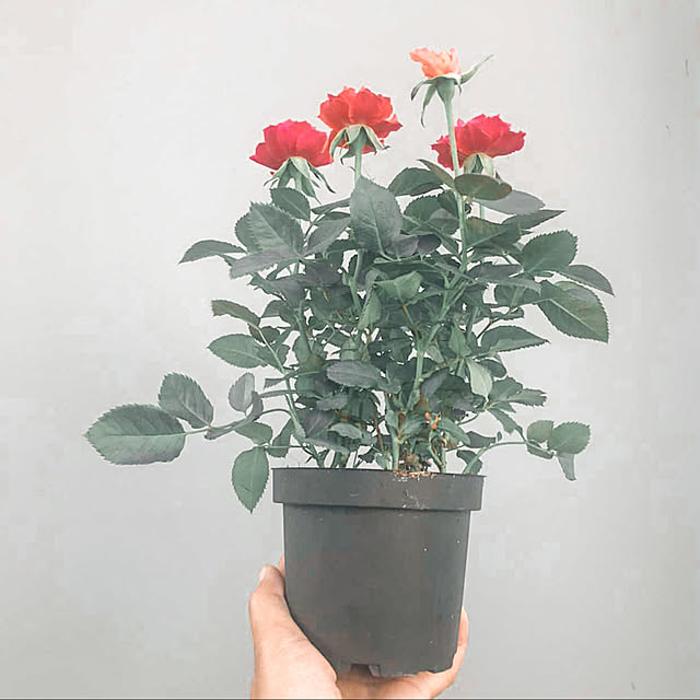 pondzangさんの実例写真