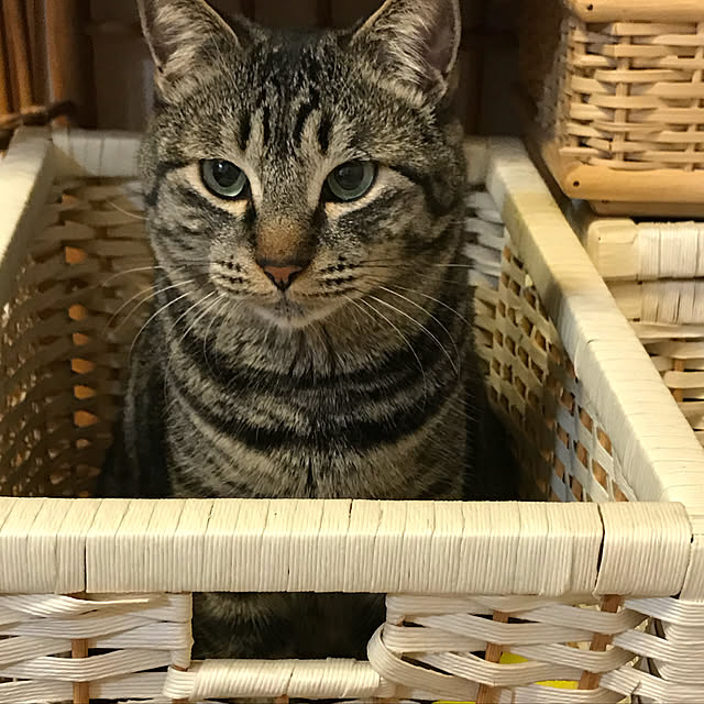 ako_a_kikoさんの実例写真