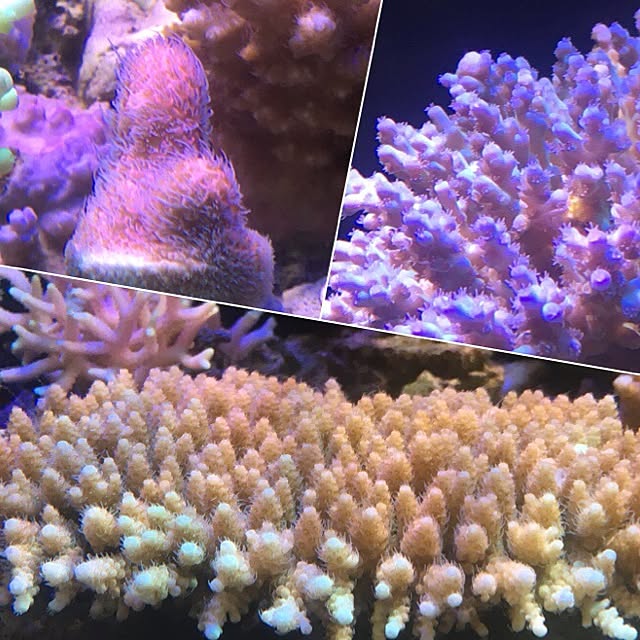aquarium_seaさんの実例写真