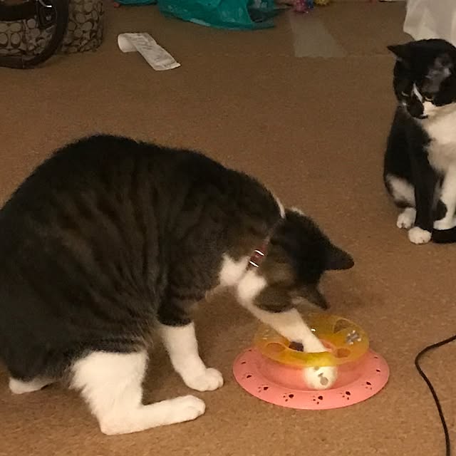miruさんの実例写真