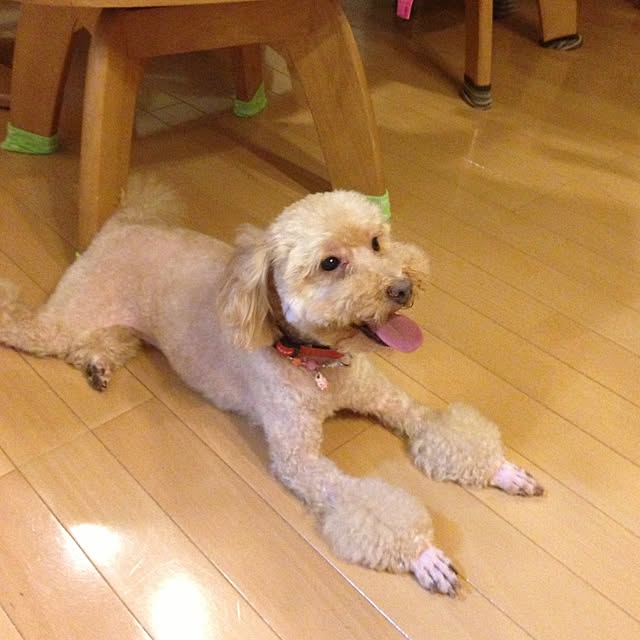 mintさんの実例写真