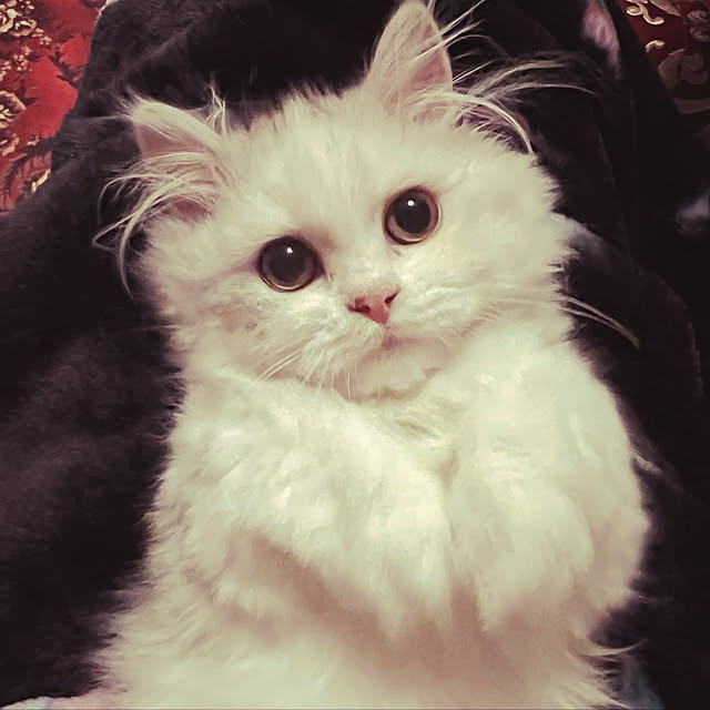 AYUKOさんの実例写真