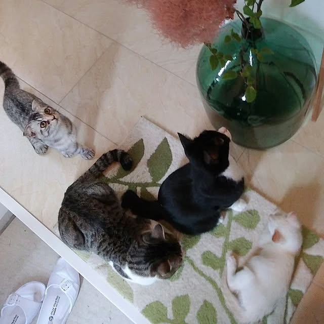 Gomaさんの実例写真