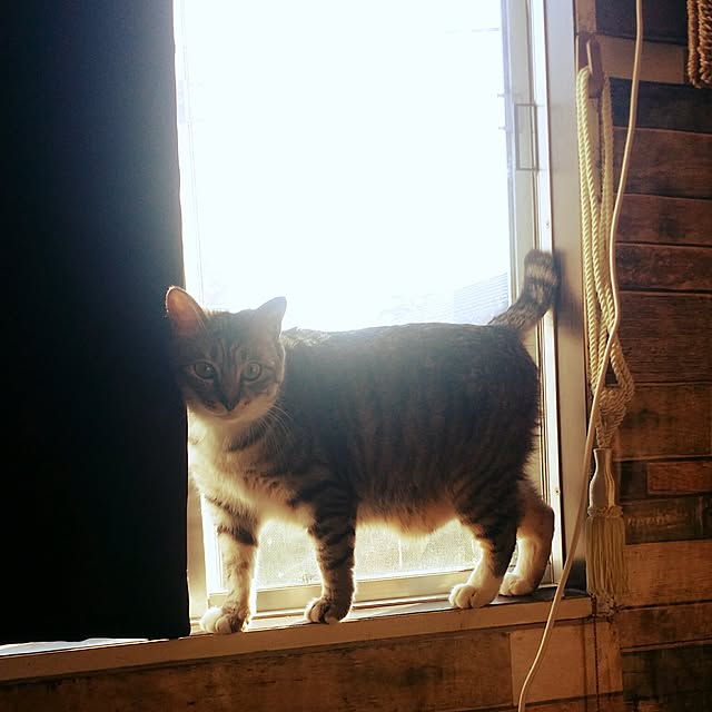 annさんの実例写真