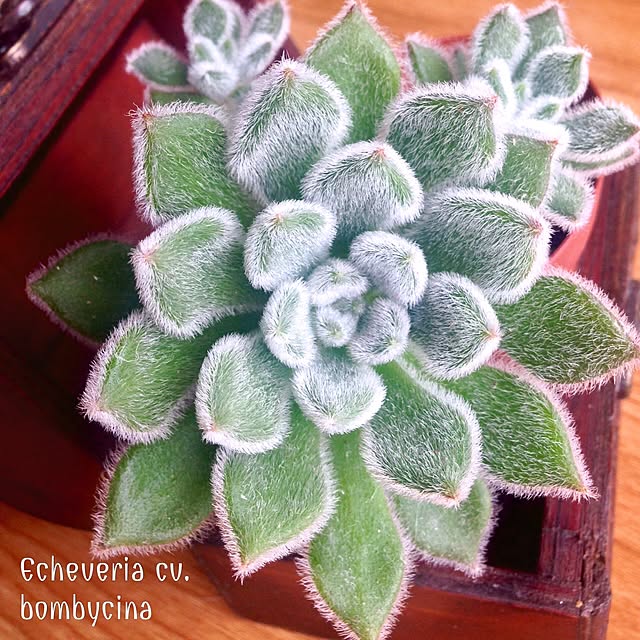 senchev_natieさんの実例写真