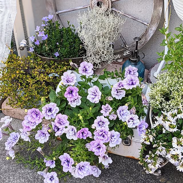 purpureさんの部屋