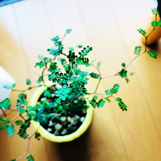 観葉植物/部屋全体のインテリア実例 - 2019-10-08 13:00:26