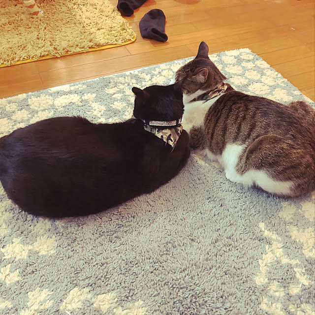 jijiさんの実例写真