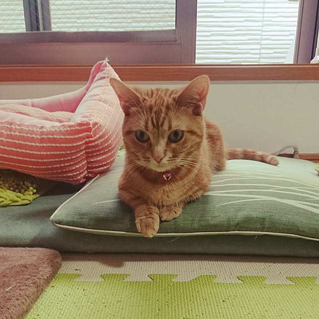 shinobuさんの実例写真