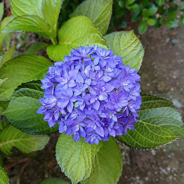 ayaさんの実例写真