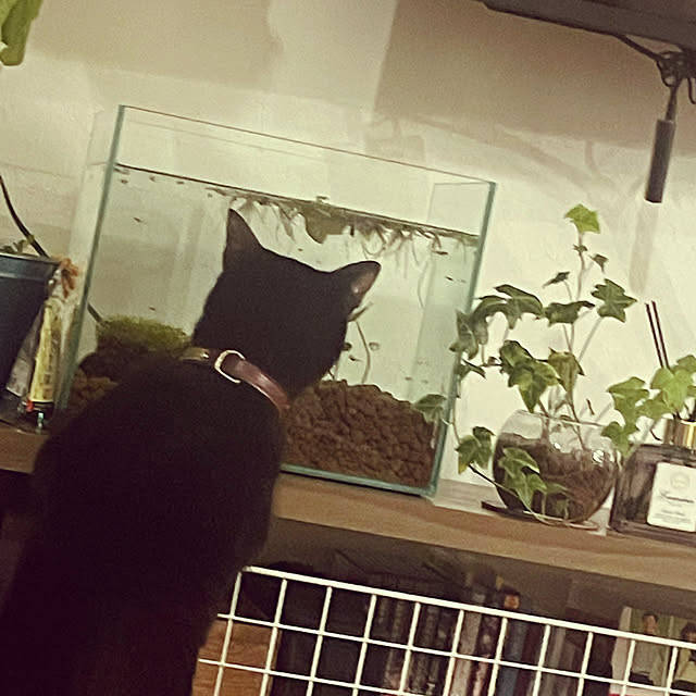 ayuyuさんの実例写真