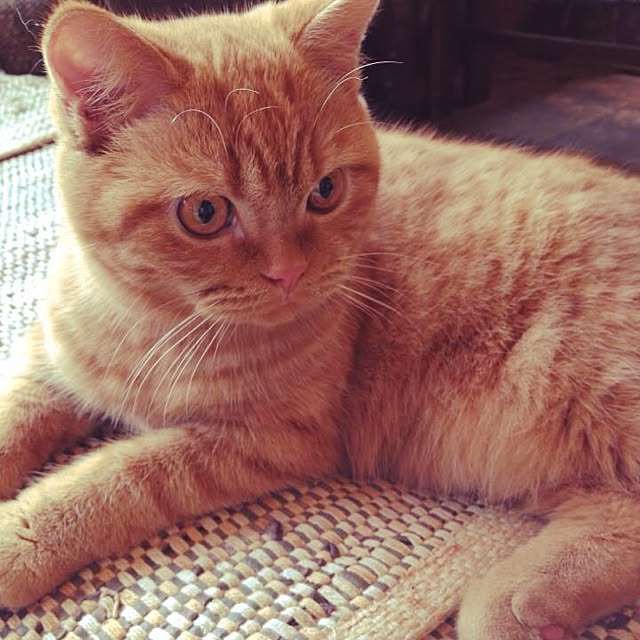shujiさんの実例写真