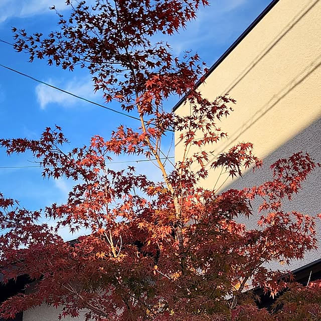 gon_hausさんの部屋