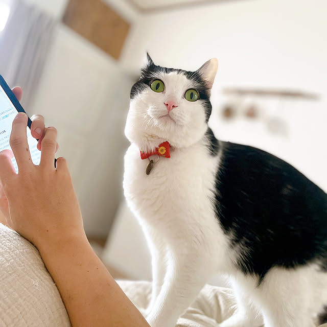harukaさんの実例写真