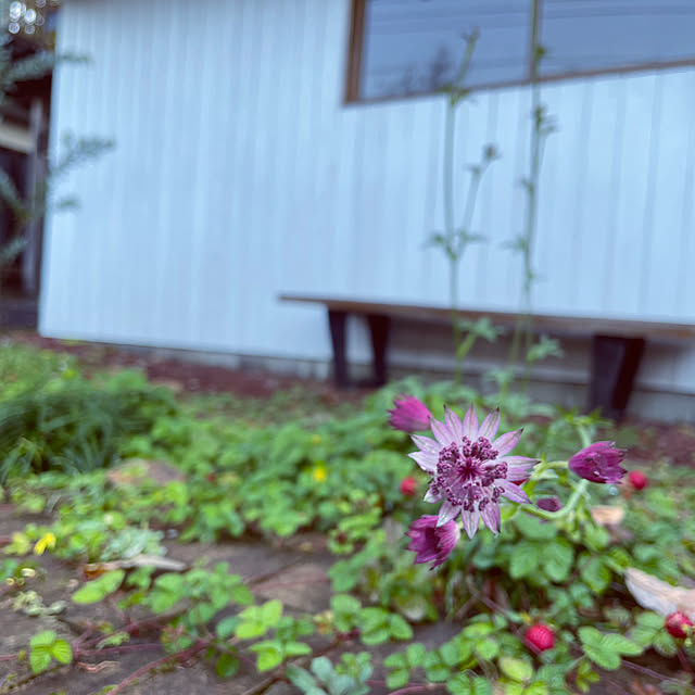 marucoさんの実例写真