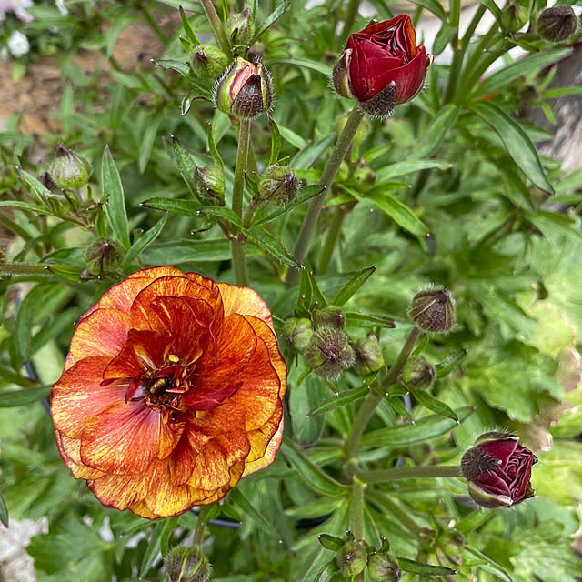 shiropenguinさんの部屋