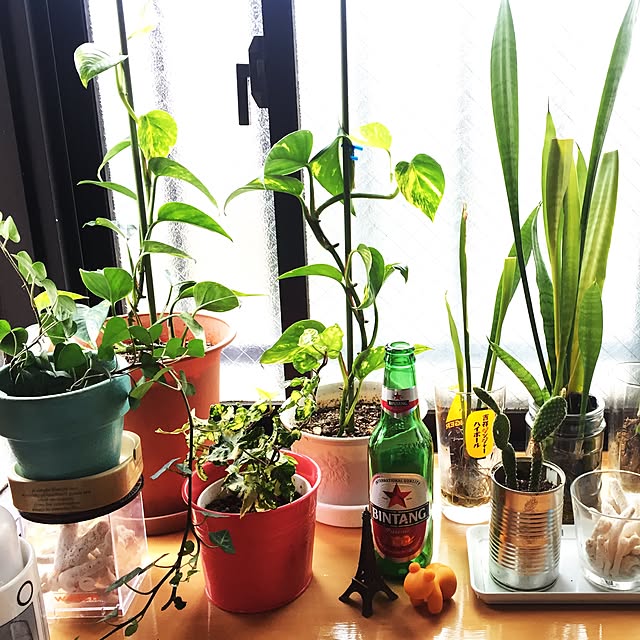 部屋全体/観葉植物のインテリア実例 - 2016-06-08 08:52:14