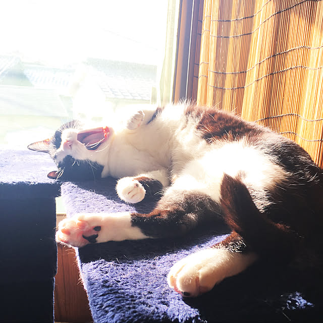 brbrnknkさんの実例写真