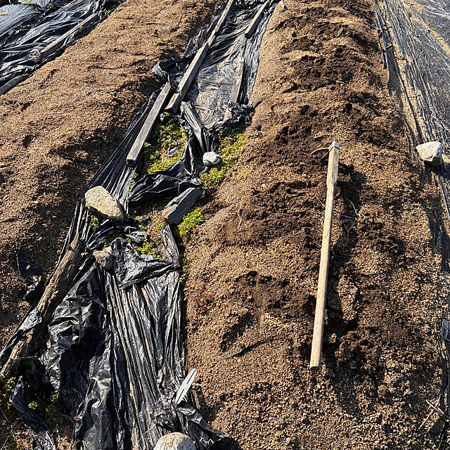 ayayayayaさんの実例写真