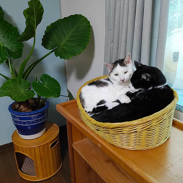cacaoさんの実例写真