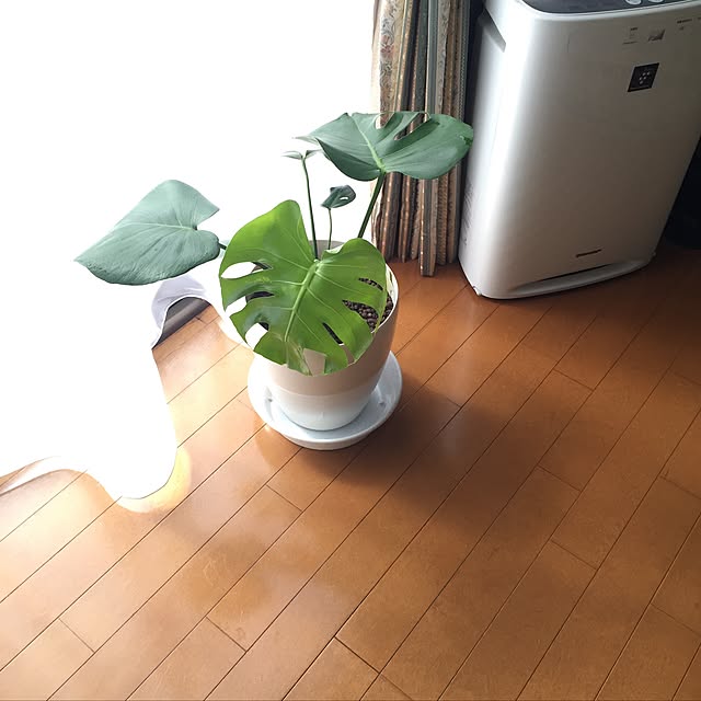 MUNKO_ayuさんの実例写真