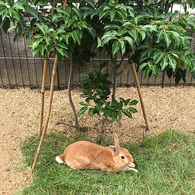 REEmamaさんの実例写真