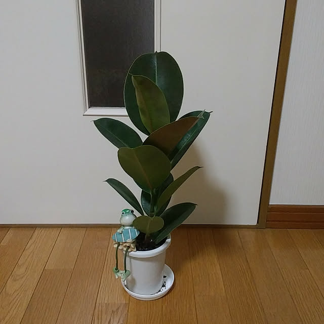 ringojamさんの実例写真