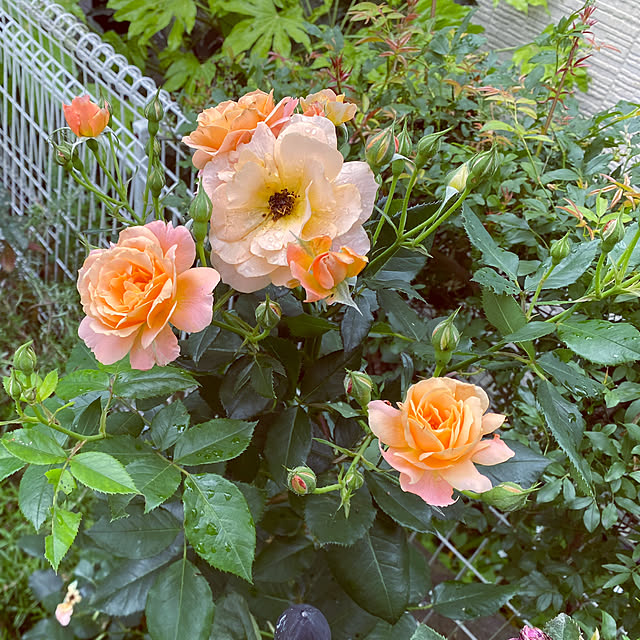 kaochanさんの実例写真