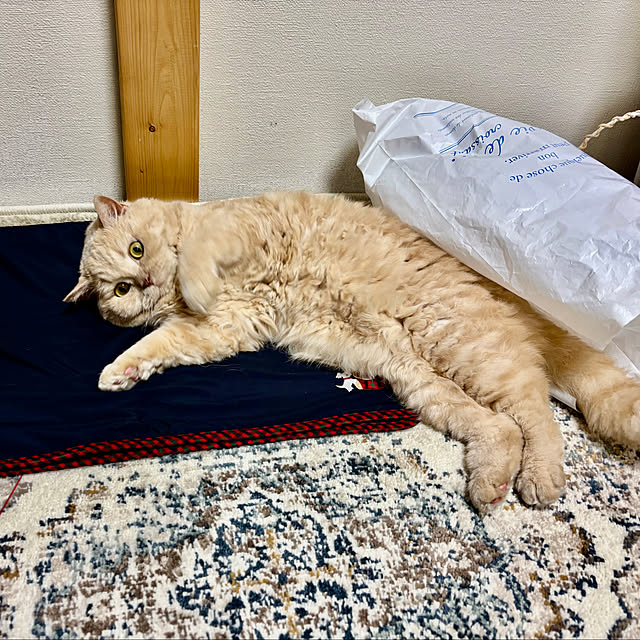 naokoさんの実例写真