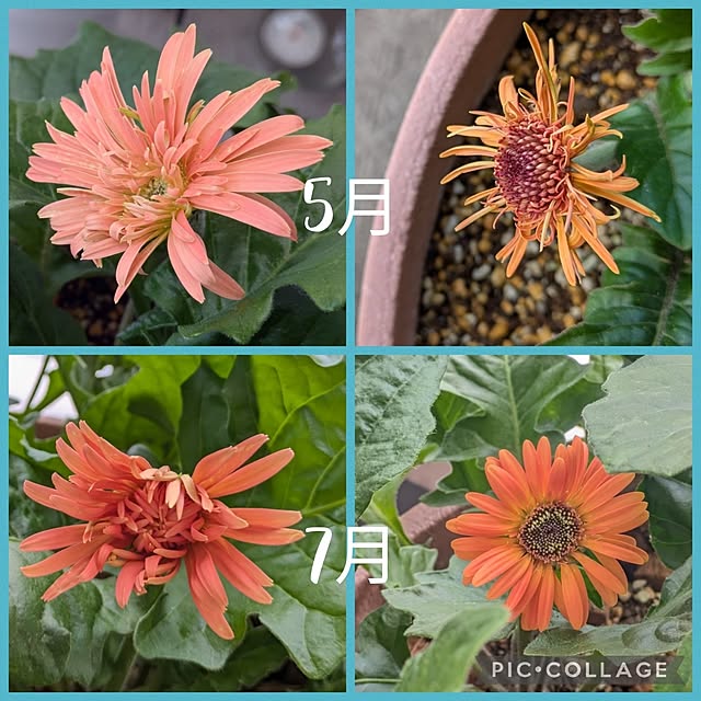 mi-saさんの部屋