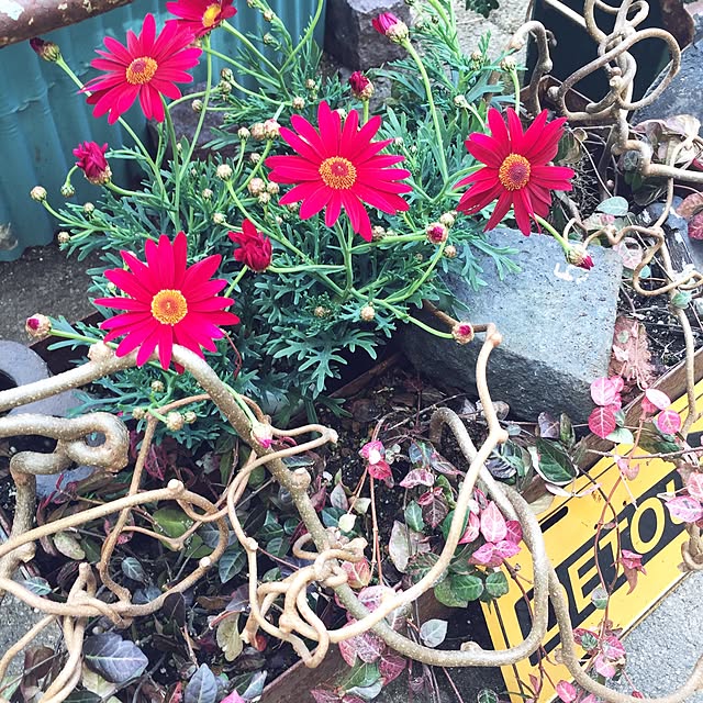 bibianさんの実例写真