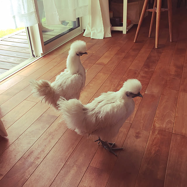 chohiさんの実例写真