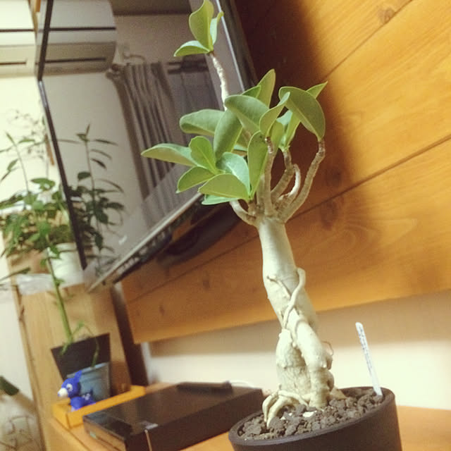 yukaさんの実例写真