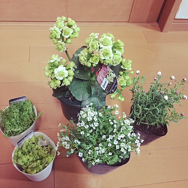 yokochinさんの実例写真