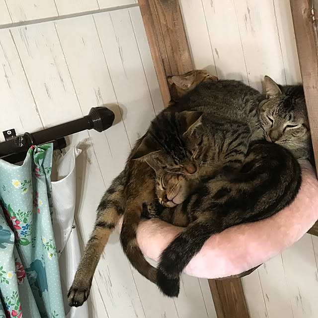 pepeさんの実例写真